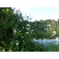 Valériane officinale