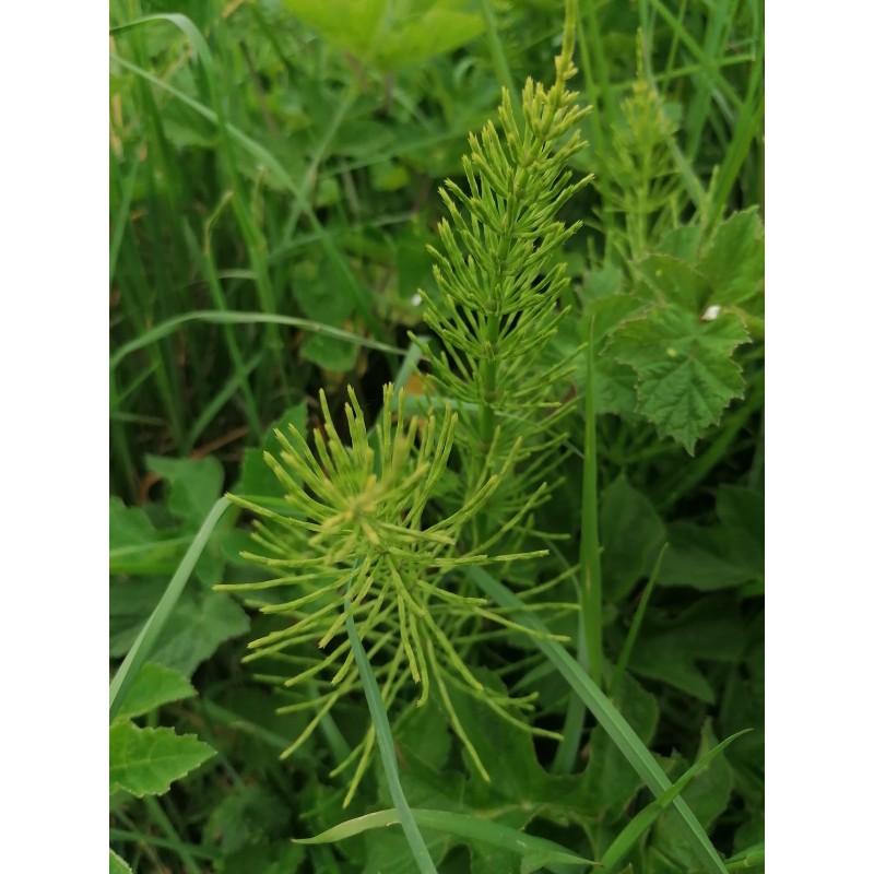 Prêle, bourgeons, plante