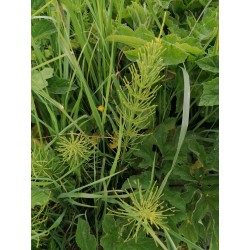 Prêle, bourgeons, plante