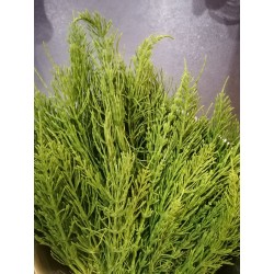 Prêle, bourgeons, plante