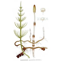 Prêle, planche botanique