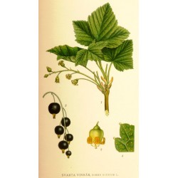 Cassis planche botanique