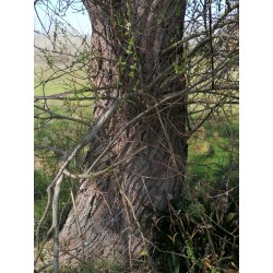 Saule blanc, bourgeons