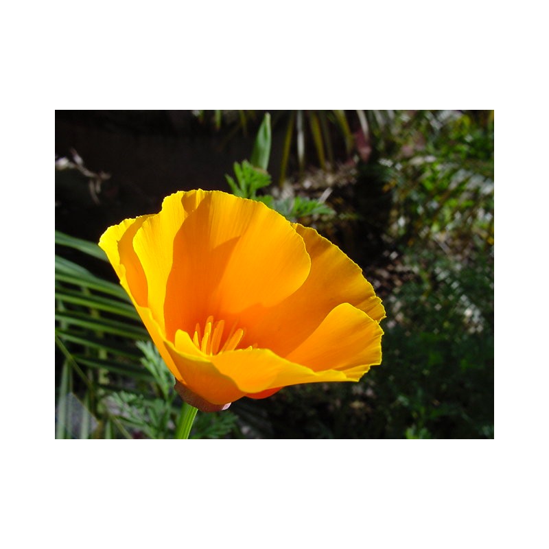 Pavot de Californie (Eschscholzia) fleur