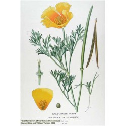Pavot de Californie (Eschscholzia) planche botanique