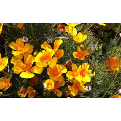 Pavot de Californie (Eschscholzia)