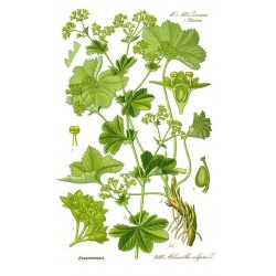 Alchémille planche botanique