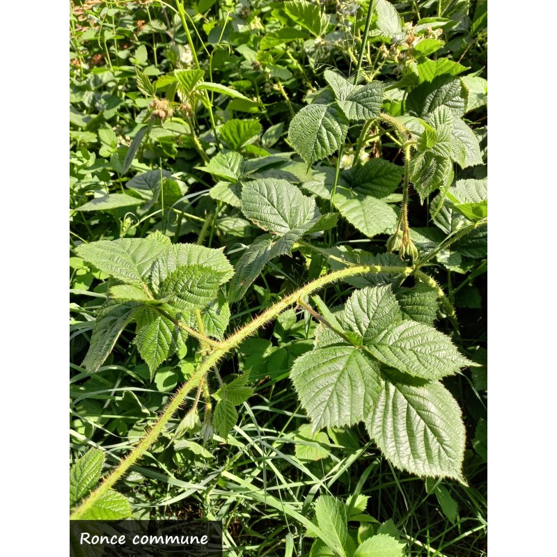 Ronce noire