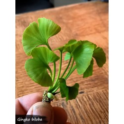 Feuilles de Ginkgo biloba