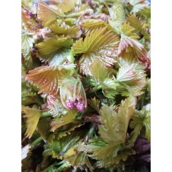 vigne bourgeons récolte