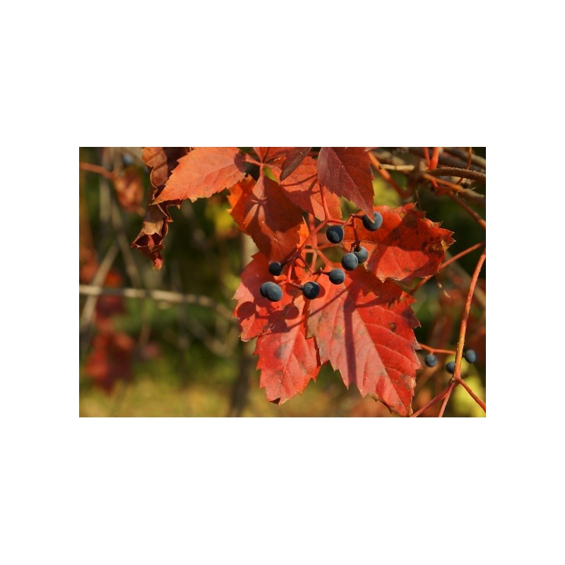 Vigne rouge, feuilles