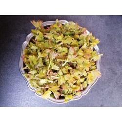 vigne bourgeons récolte