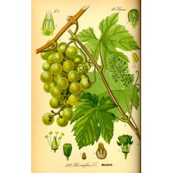 vigne, planche botanique