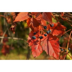 Vigne rouge, feuilles