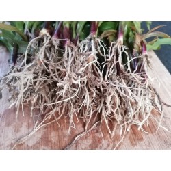 Maïs, jeunes pousses, radicelles