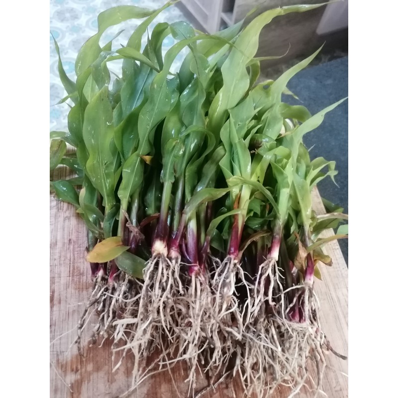 Maïs, jeunes pousses