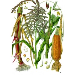 Maïs, planche botanique