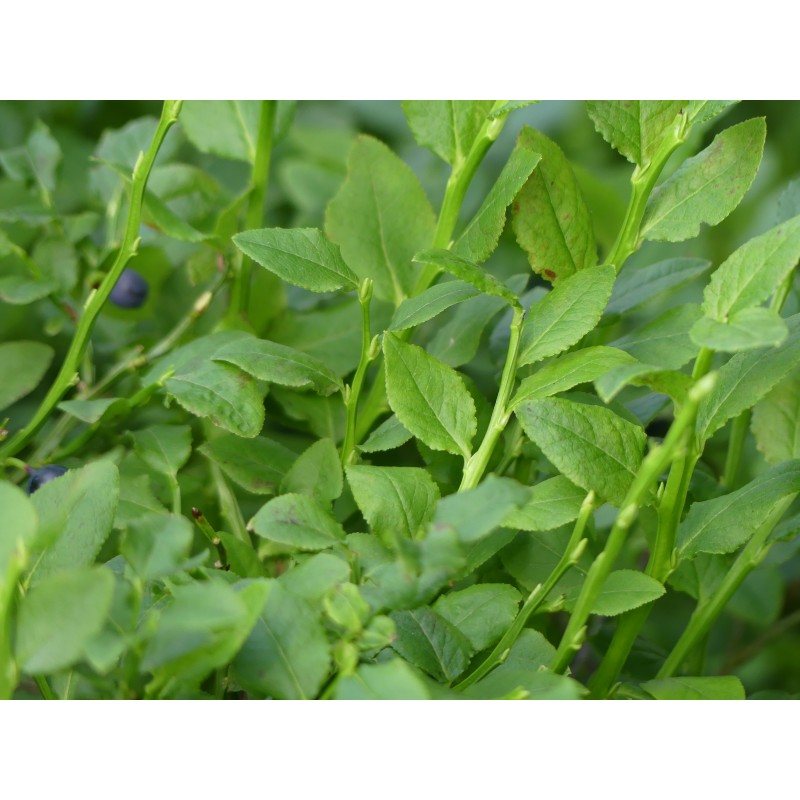 Myrtillier, feuilles et fruits