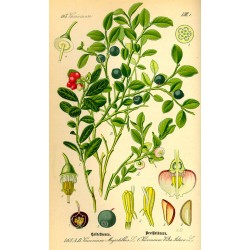 Myrtillier, planche botanique