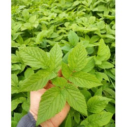 Egopode agraire, feuille