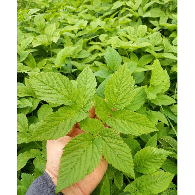 Egopode agraire, feuille