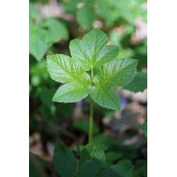 Egopode agraire, feuille