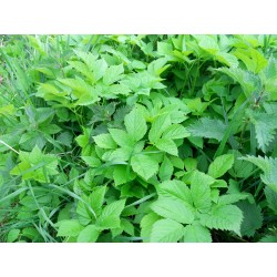 Egopode agraire, jardin