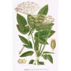 Egopode agraire, planche botanique