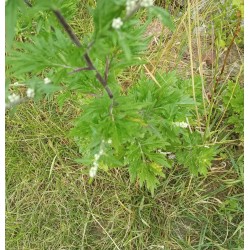 Armoise commune, feuillage