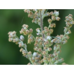 Armoise commune, graines