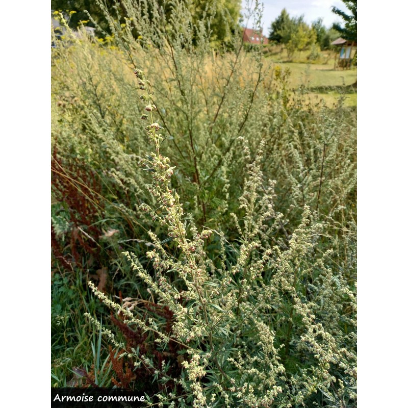 Armoise commune