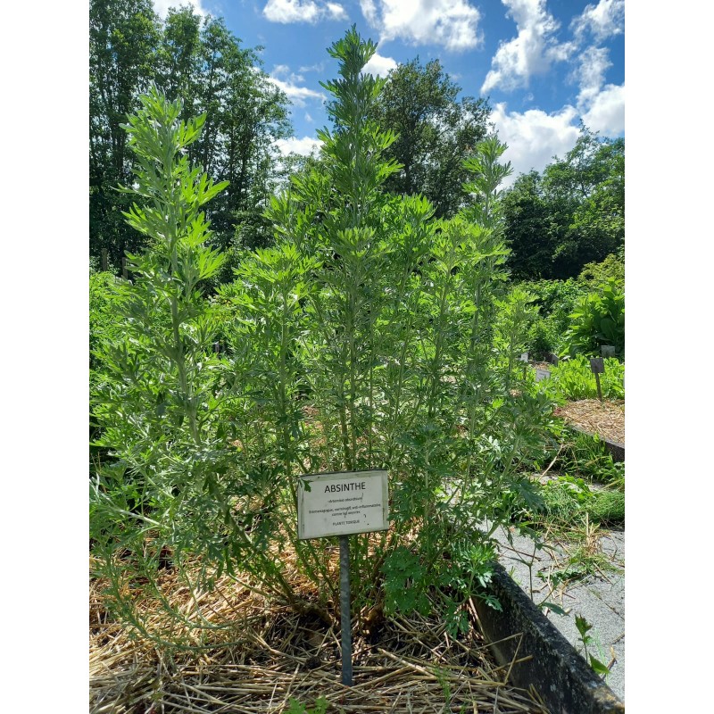 Absinthe, jardin