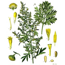 Absinthe, planche botanique