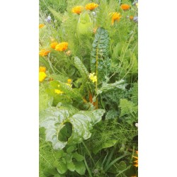Calendula, Jardin