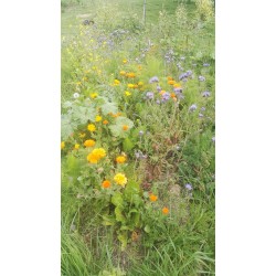 Calendula, fleurs, jardin