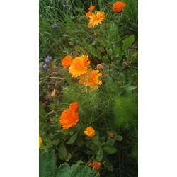 Calendula fleurs jardin
