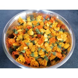 Calendula fleurs récolte