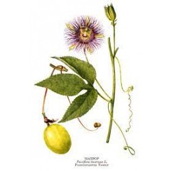 Passiflore, planche botanique