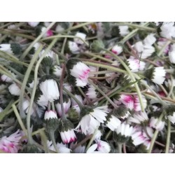 pâquerette, récolte