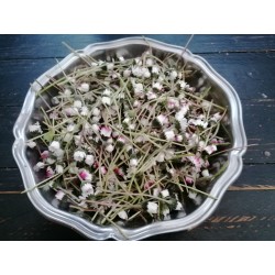 pâquerette, récolte