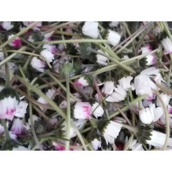 pâquerette, récolte