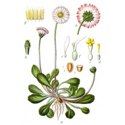 pâquerette, planche botanique