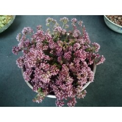 Origan vulgaire récolte