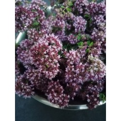 Origan vulgaire récolte