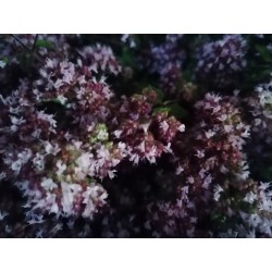 Origan vulgaire récolte