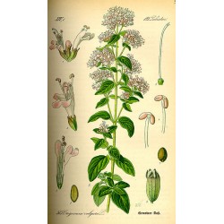 Origan vulgaire planche