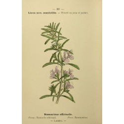 Romarin planche botanique