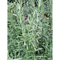 Romarin, jeune pousse