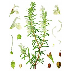 Romarin planche botanique