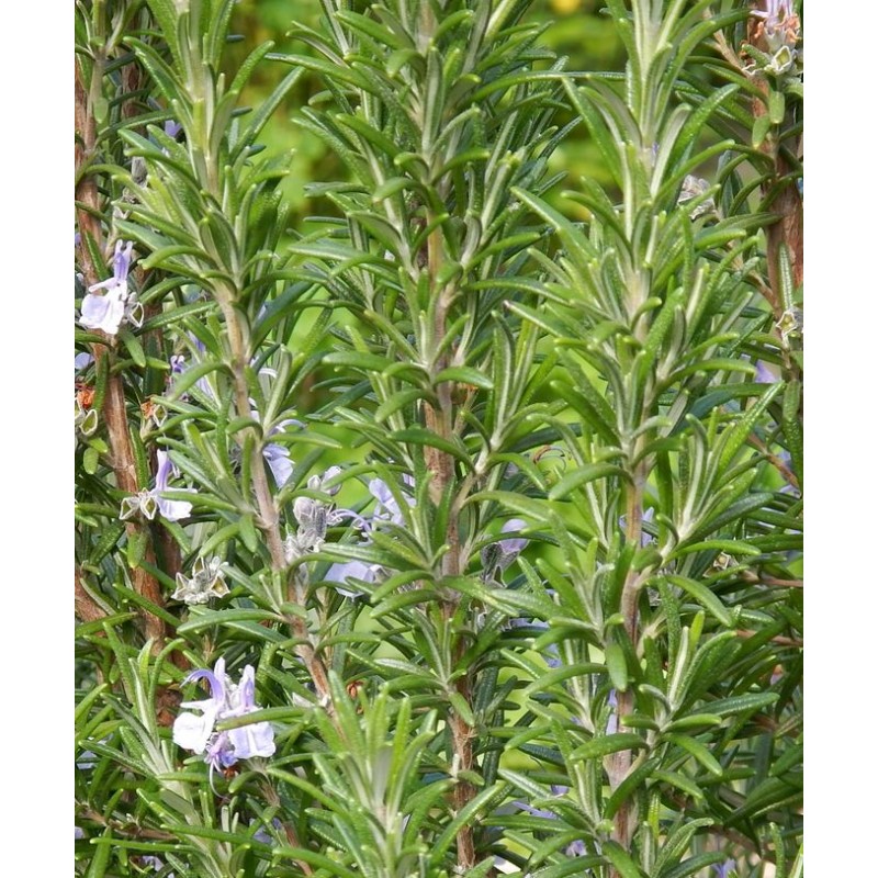 Romarin en fleur